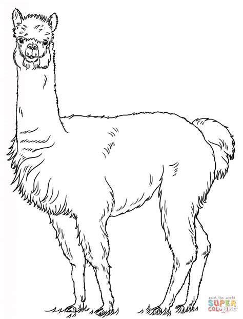 alpaca coloring sheet